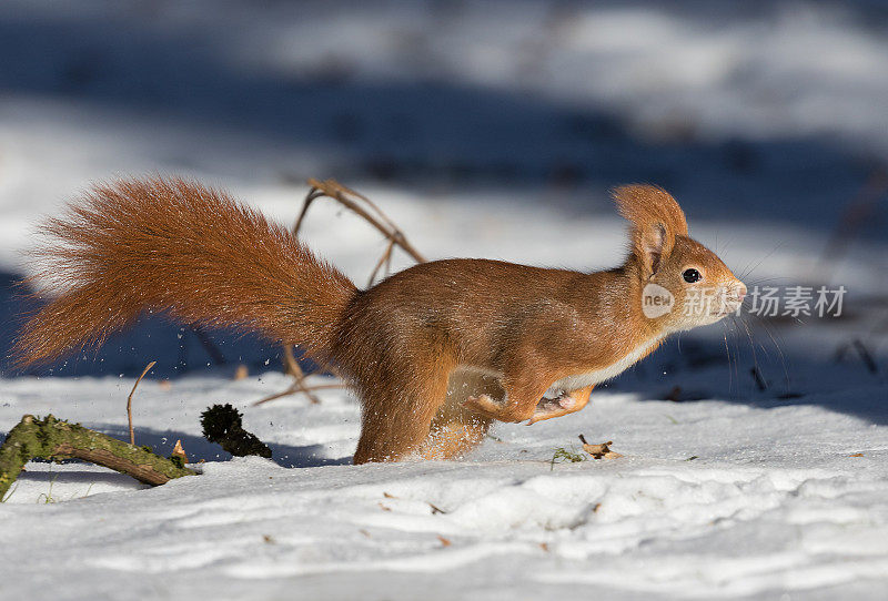 冬季奔跑红松鼠(Sciurus vulgaris